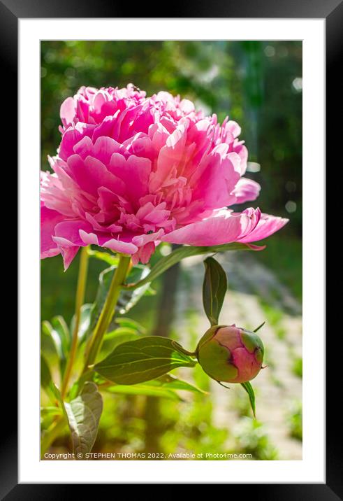 Pink Peony Flower & Bud Framed Mounted Print by STEPHEN THOMAS