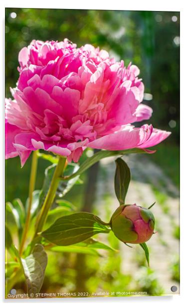 Pink Peony Flower & Bud Acrylic by STEPHEN THOMAS