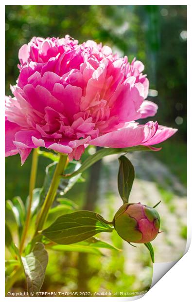 Pink Peony Flower & Bud Print by STEPHEN THOMAS