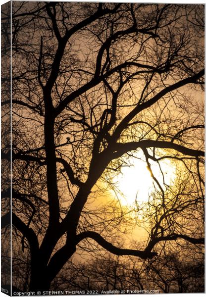 The Sun's Caught Up In A Tree Canvas Print by STEPHEN THOMAS