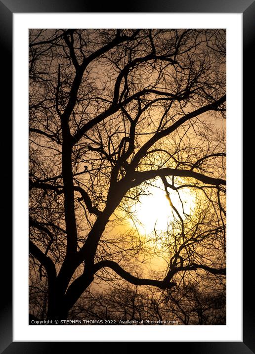 The Sun's Caught Up In A Tree Framed Mounted Print by STEPHEN THOMAS