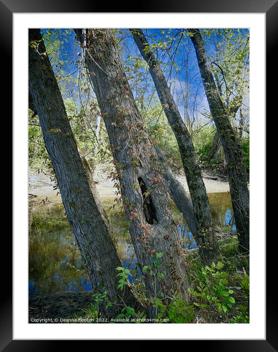  Tree Hollow Haven Framed Mounted Print by Deanne Flouton