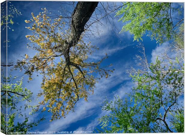  Trees Reach for the Sky Canvas Print by Deanne Flouton