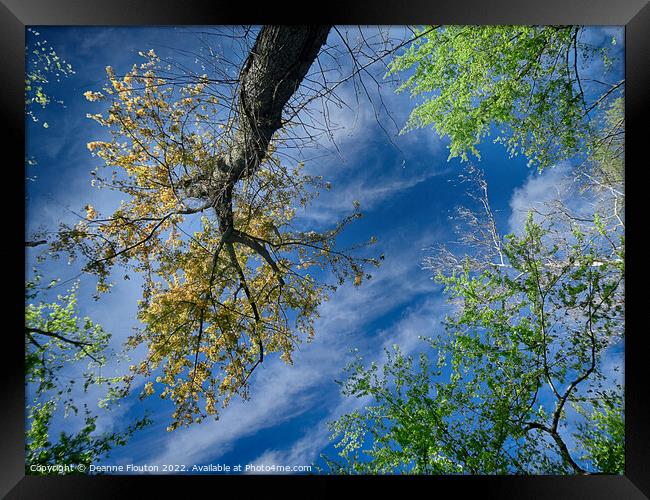  Trees Reach for the Sky Framed Print by Deanne Flouton