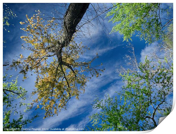  Trees Reach for the Sky Print by Deanne Flouton
