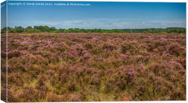  A field of Purple Heather Canvas Print by Derek Daniel