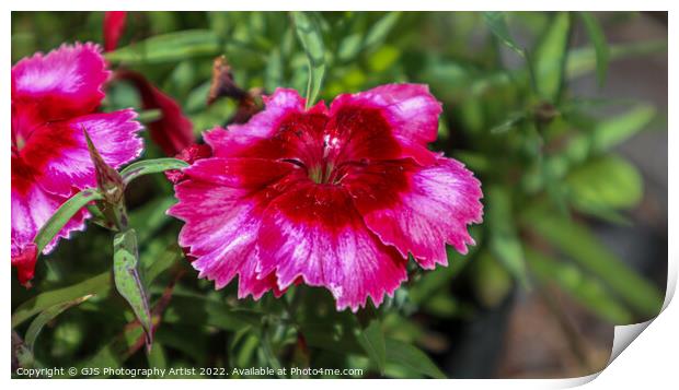 Shades of Pinks Print by GJS Photography Artist