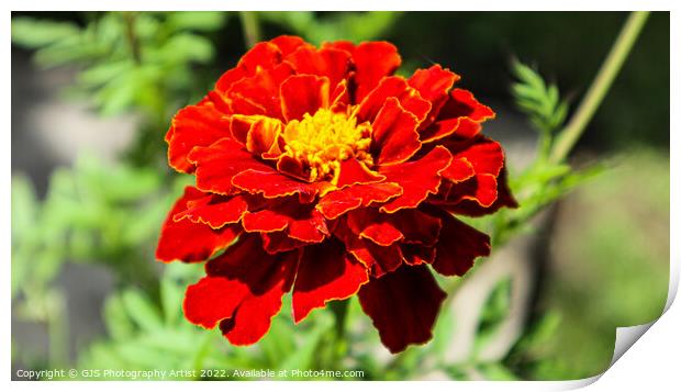 On Fire Print by GJS Photography Artist