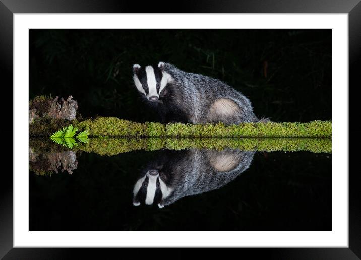 European badger Framed Mounted Print by Alan Tunnicliffe