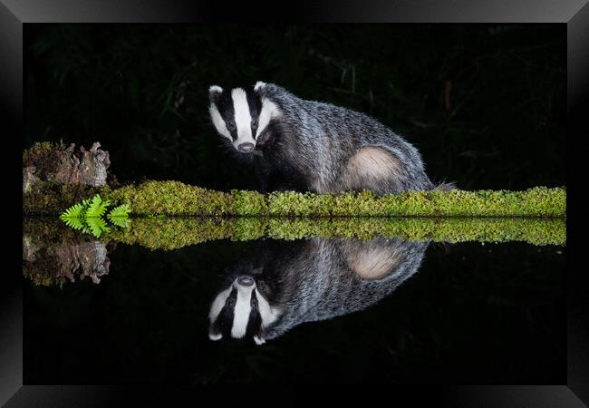 European badger Framed Print by Alan Tunnicliffe