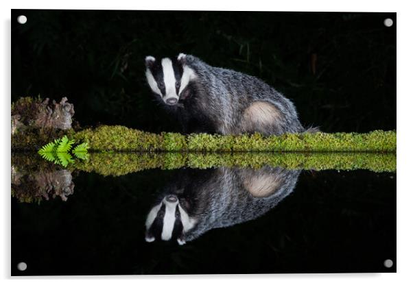 European badger Acrylic by Alan Tunnicliffe