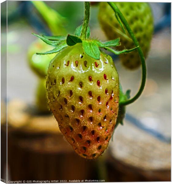 Graduating Strawberry Canvas Print by GJS Photography Artist