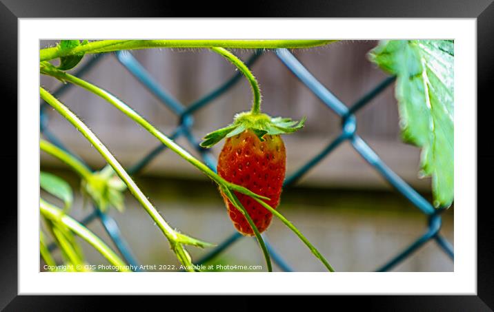 Strawberry and Vines Framed Mounted Print by GJS Photography Artist