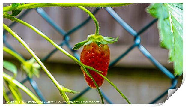 Strawberry and Vines Print by GJS Photography Artist