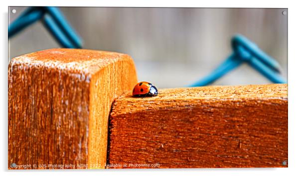 Ladybird Bug Hunt Acrylic by GJS Photography Artist