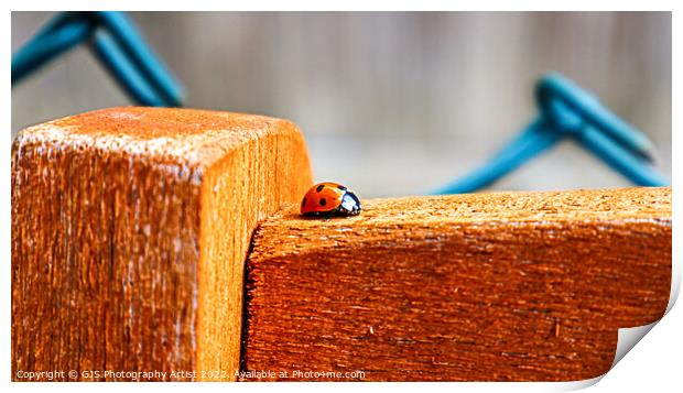 Ladybird Bug Hunt Print by GJS Photography Artist