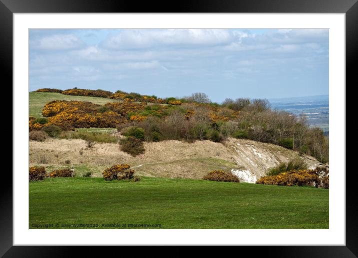 Gorse bushes on South Downs Framed Mounted Print by Sally Wallis