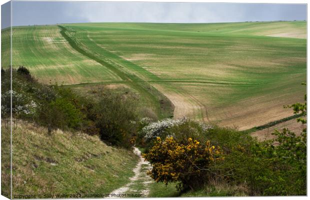 Paths across South Downs from Bo-Peep to Seaford Canvas Print by Sally Wallis