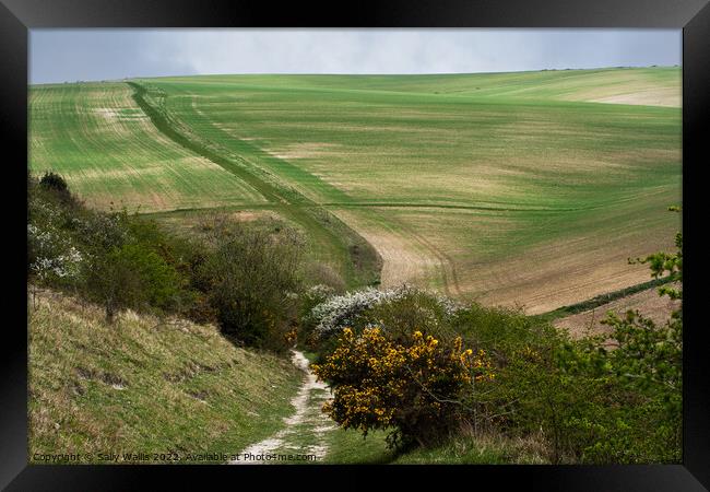 Paths across South Downs from Bo-Peep to Seaford Framed Print by Sally Wallis