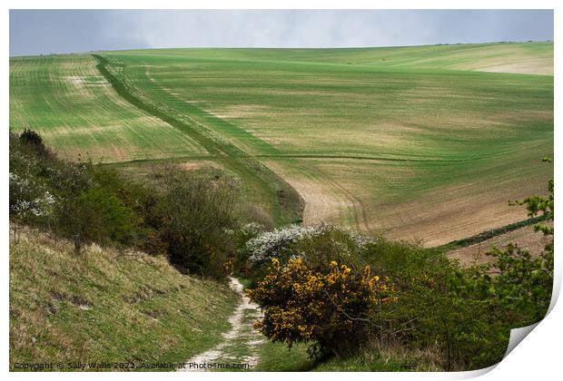 Paths across South Downs from Bo-Peep to Seaford Print by Sally Wallis