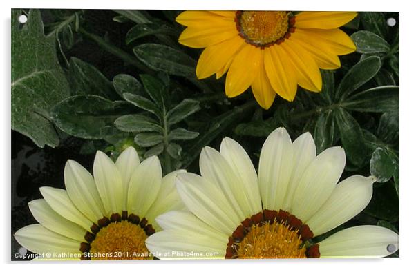 Three Flowers Acrylic by Kathleen Stephens