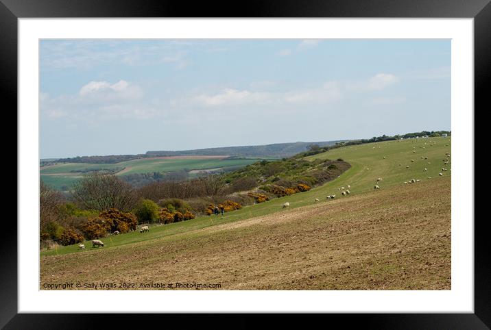 Sheep grazing on a slope of the South Downs Framed Mounted Print by Sally Wallis