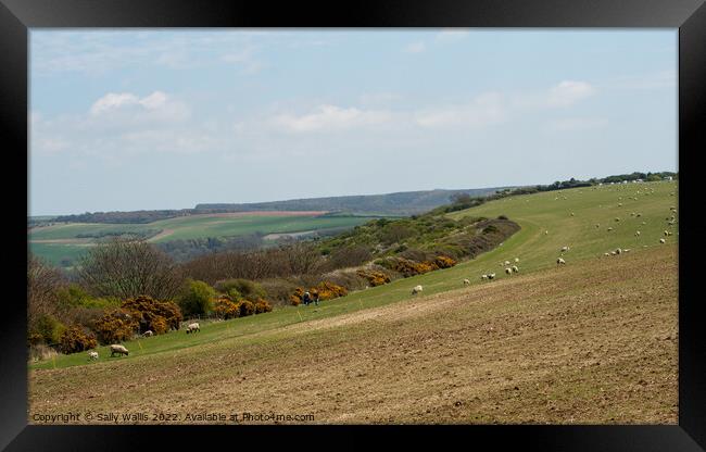 Sheep grazing on a slope of the South Downs Framed Print by Sally Wallis