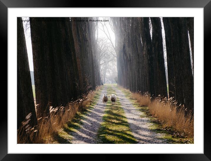 Two sheep in middle of a path staring ahead in the Netherlands Framed Mounted Print by Alexandre Rotenberg