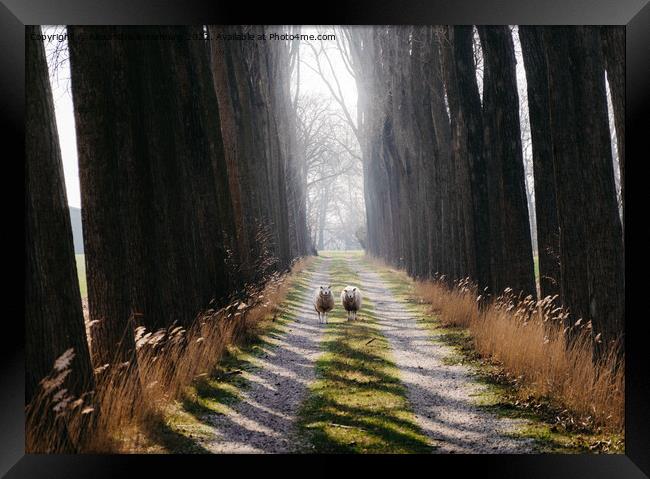 Two sheep in middle of a path staring ahead in the Netherlands Framed Print by Alexandre Rotenberg