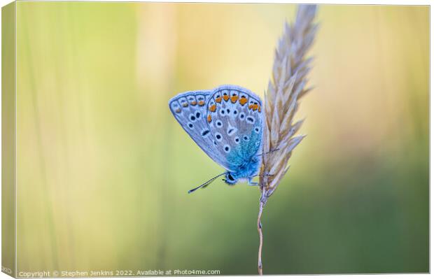 The Common blue  Canvas Print by Stephen Jenkins