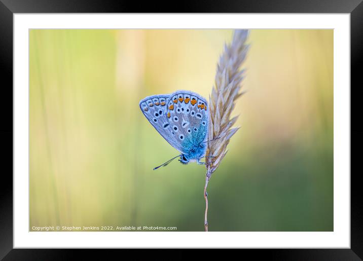 The Common blue  Framed Mounted Print by Stephen Jenkins