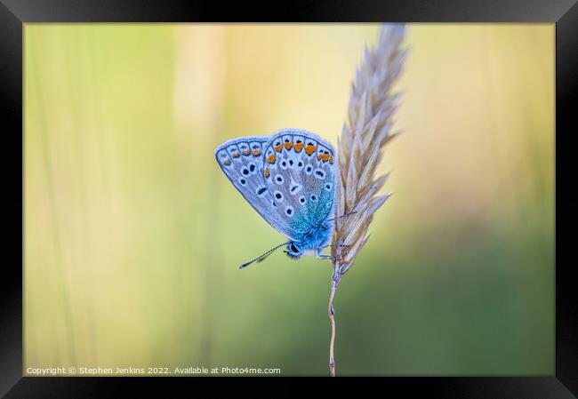 The Common blue  Framed Print by Stephen Jenkins