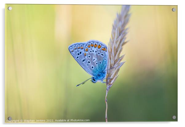 The Common blue  Acrylic by Stephen Jenkins