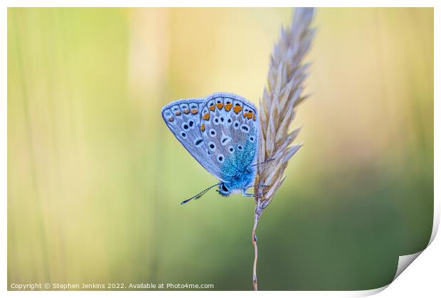 The Common blue  Print by Stephen Jenkins