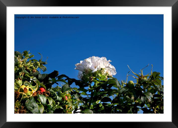 White Dog Rose under a clear blue sky Framed Mounted Print by Jim Jones