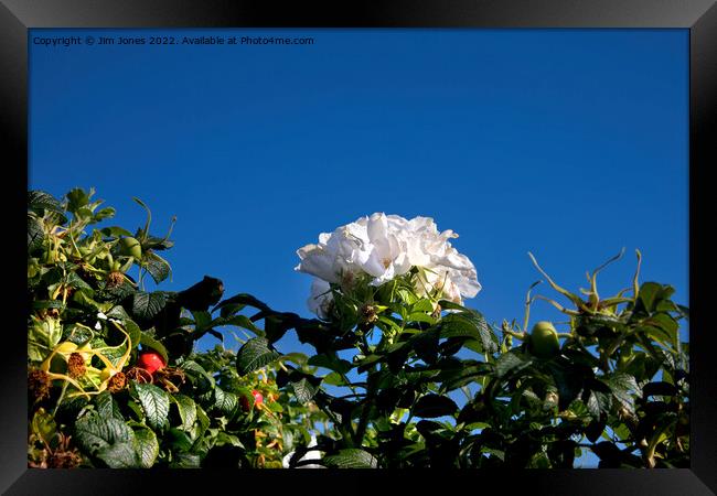 White Dog Rose under a clear blue sky Framed Print by Jim Jones