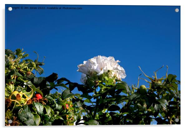 White Dog Rose under a clear blue sky Acrylic by Jim Jones