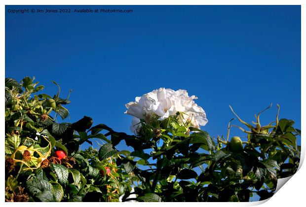 White Dog Rose under a clear blue sky Print by Jim Jones