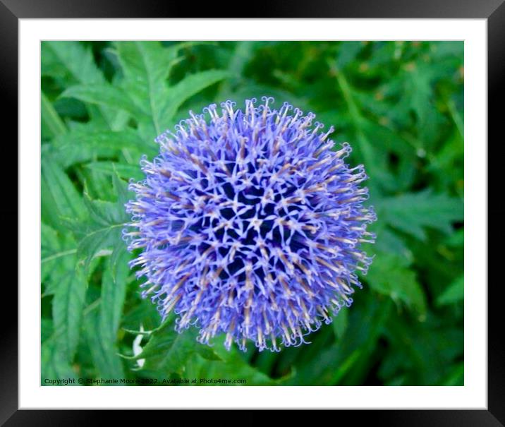 Mauve Allium  Framed Mounted Print by Stephanie Moore