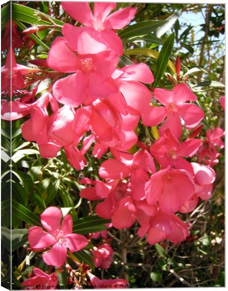 Pink oleanders Canvas Print by Stephanie Moore