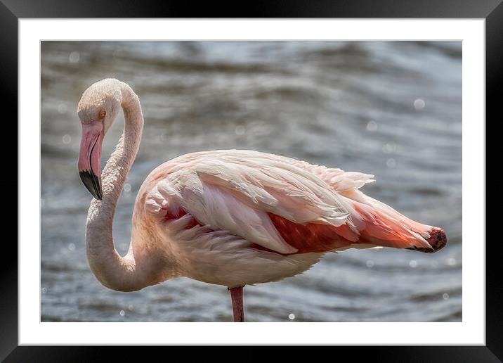 Greater Flamingo Along Walvis Bay Waterfront, No. 2 Framed Mounted Print by Belinda Greb
