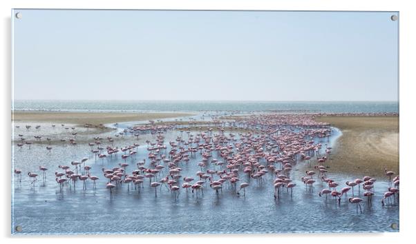 A Landscape of Flamingos Acrylic by Belinda Greb