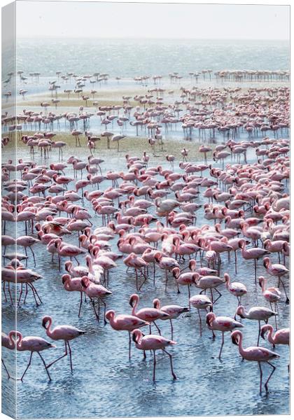 Flamingos on the Walvis Bay Waterfront Canvas Print by Belinda Greb