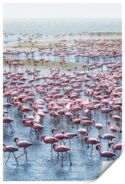Flamingos on the Walvis Bay Waterfront Print by Belinda Greb