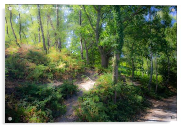 Pathway through the mystical forest Acrylic by Derek Daniel