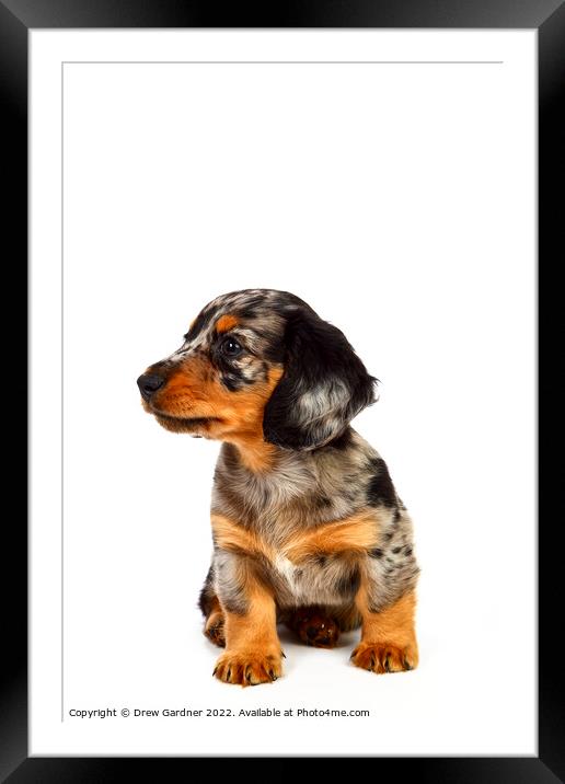 Puppy Dachshund  Framed Mounted Print by Drew Gardner