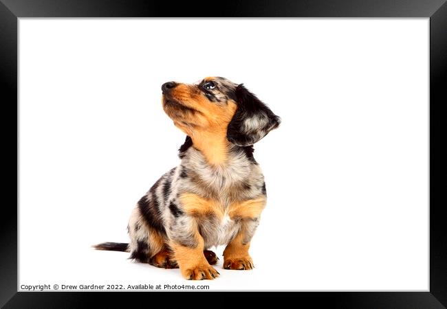 Puppy Dachshund  Framed Print by Drew Gardner