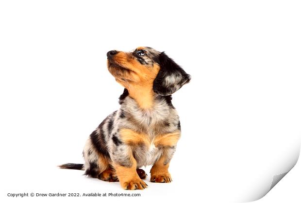 Puppy Dachshund  Print by Drew Gardner