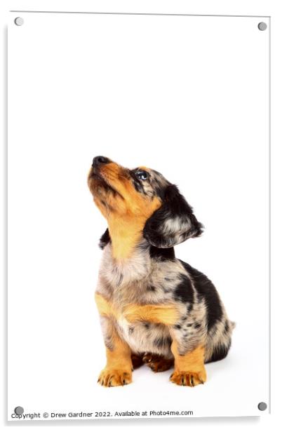 Puppy Dachshund  Acrylic by Drew Gardner
