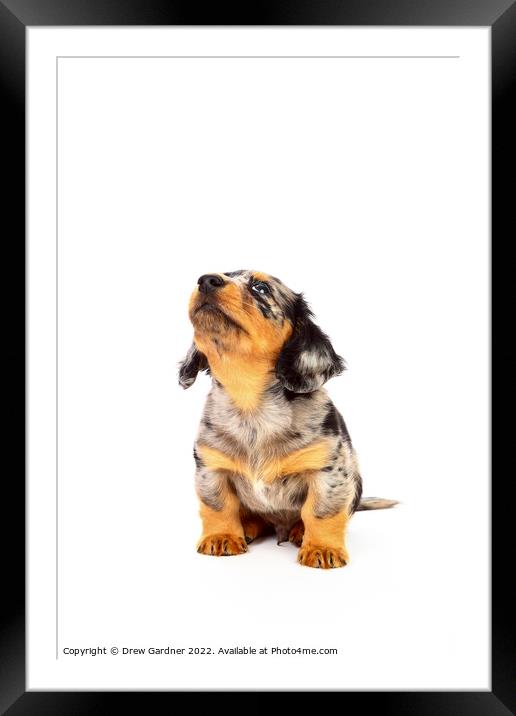 Puppy Dachshund  Framed Mounted Print by Drew Gardner